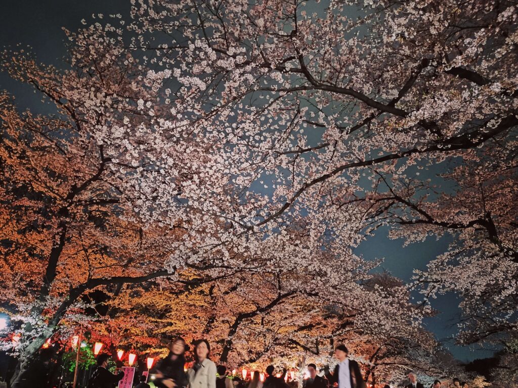 桜